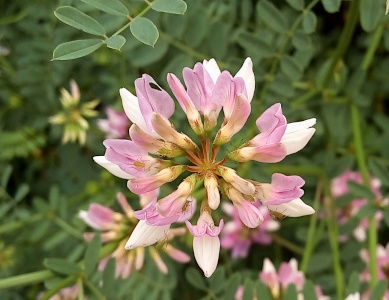 [Very close view of one bloom with its lilac and white colored blooms which radiate from the center stem. Each bloom is two parts with white petals in the center and light purple petals aroundthe white.]